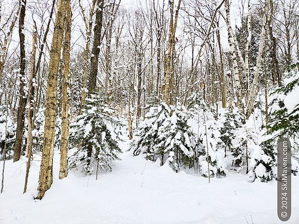 Snowy trees in the woods