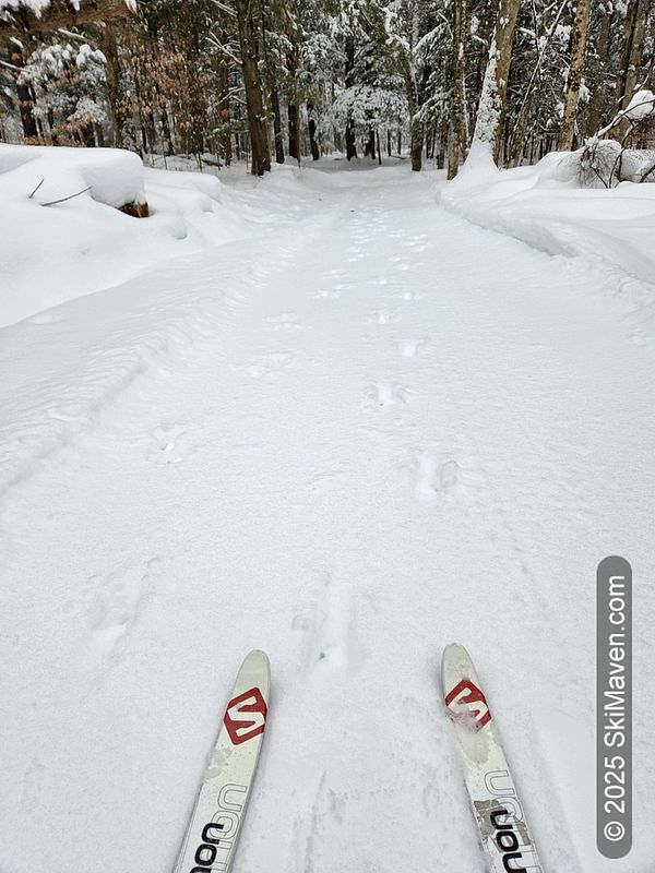 Cross country skis and trail with deer tracks on trail