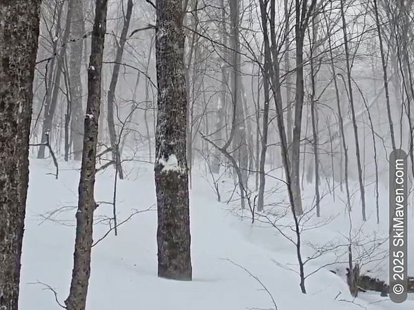 Woods with blowing snow