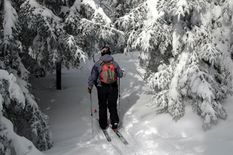 Skimaven skis out of the sun and into the woods