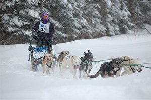 Sled dog racing in East Burke, Vermont