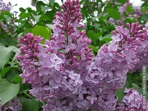 Lilacs are blooming in Vermont