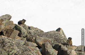 Continental Divide marmots bask in the sun